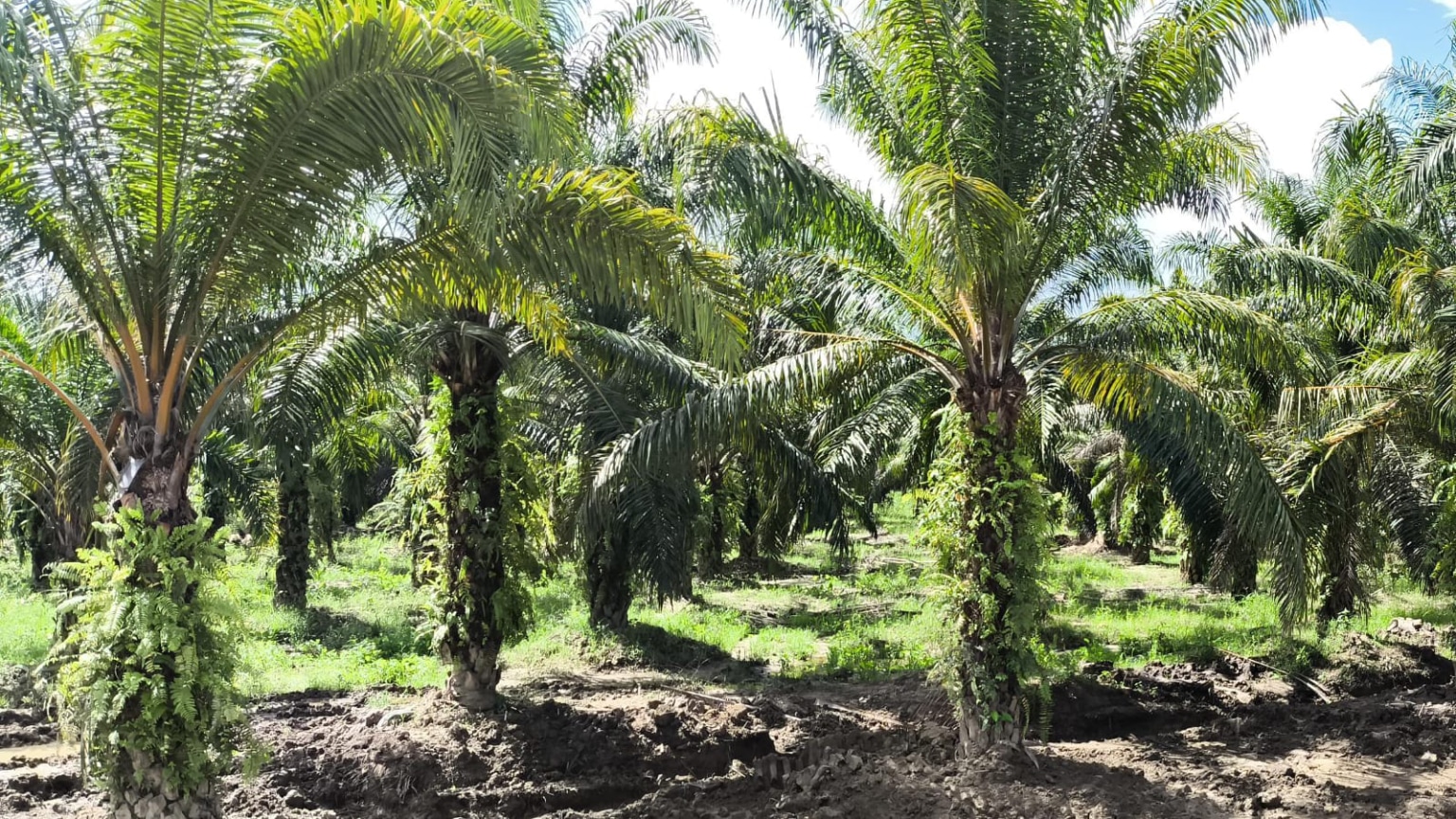 Hamparan lahan perkebunan di Kabupaten Pasaman Barat yang menjadi lokasi pemantauan dan evaluasi permohonan pengeluaran tanah dari Basis Data Tanah Terindikasi Telantar oleh Kanwil BPN Provinsi Sumatera Barat, Selasa (12/5/2026).